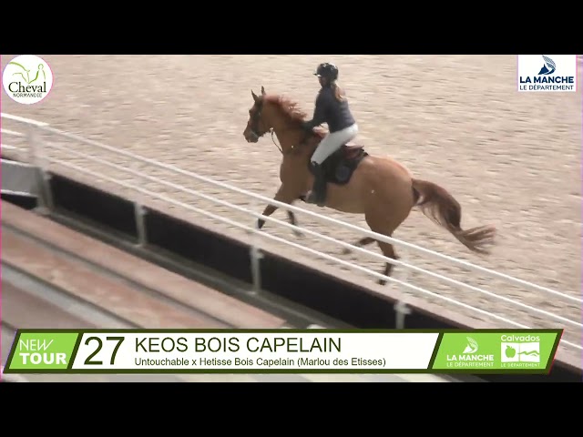 Grand cheval polyvalent Hunter, dressage, CSO