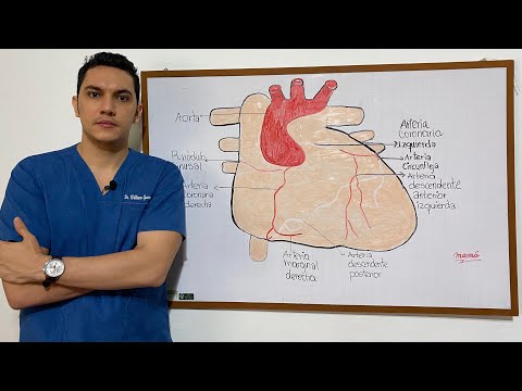 Anatomía - Circulación - Irrigación - Sistema Eléctrico del Corazón | Dr. William Guerrero
