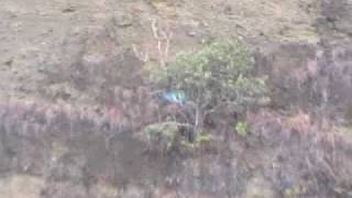 preview picture of video 'Green macaws flying in the wild'