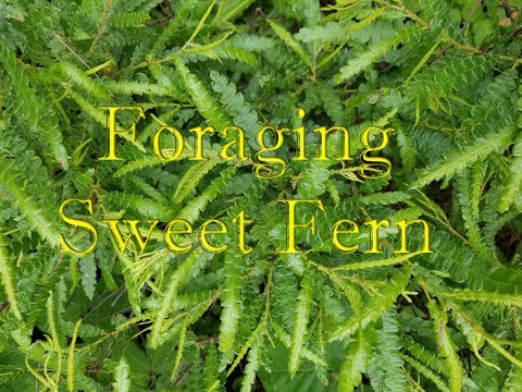 Foraging Sweet Fern ~ Homestead Corner
