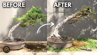 How to Create Drastic Deadwood (Jin) on a Juniper Bonsai