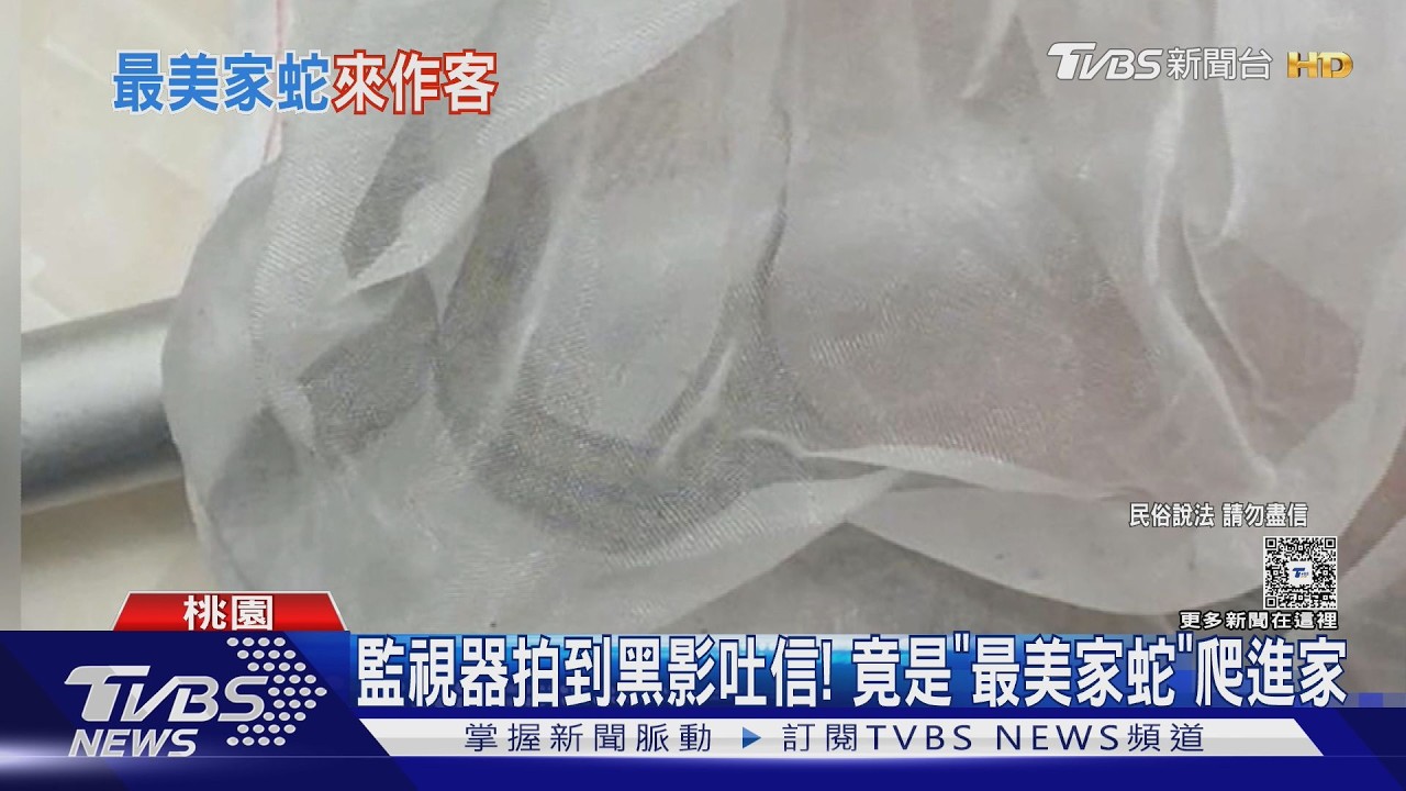影音／起床驚見「黑影吐信」！桃園民宅闖入保育類　竟是土地公化身