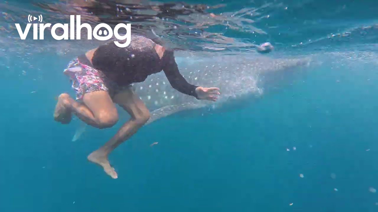 Swimming With Whale Sharks Outside Oslob || ViralHog
