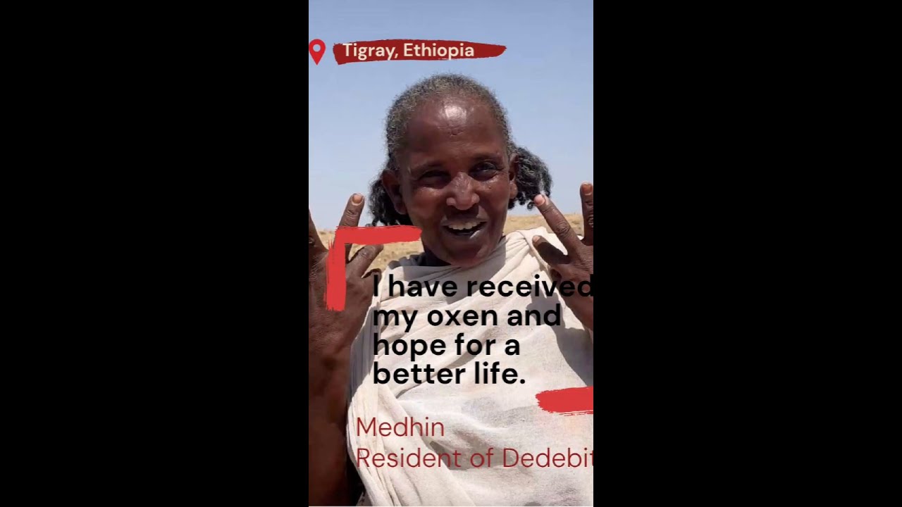 A New Beginning in Tigray: Oxen Bring Life Back to Villages