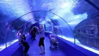preview picture of video 'Самый длинный в Европе подводный тоннель в океанариуме Анталии'
