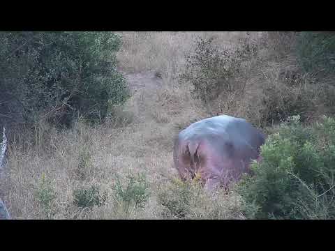 Djuma: Hippo leaving the dam - 17:10 - 06/06/21