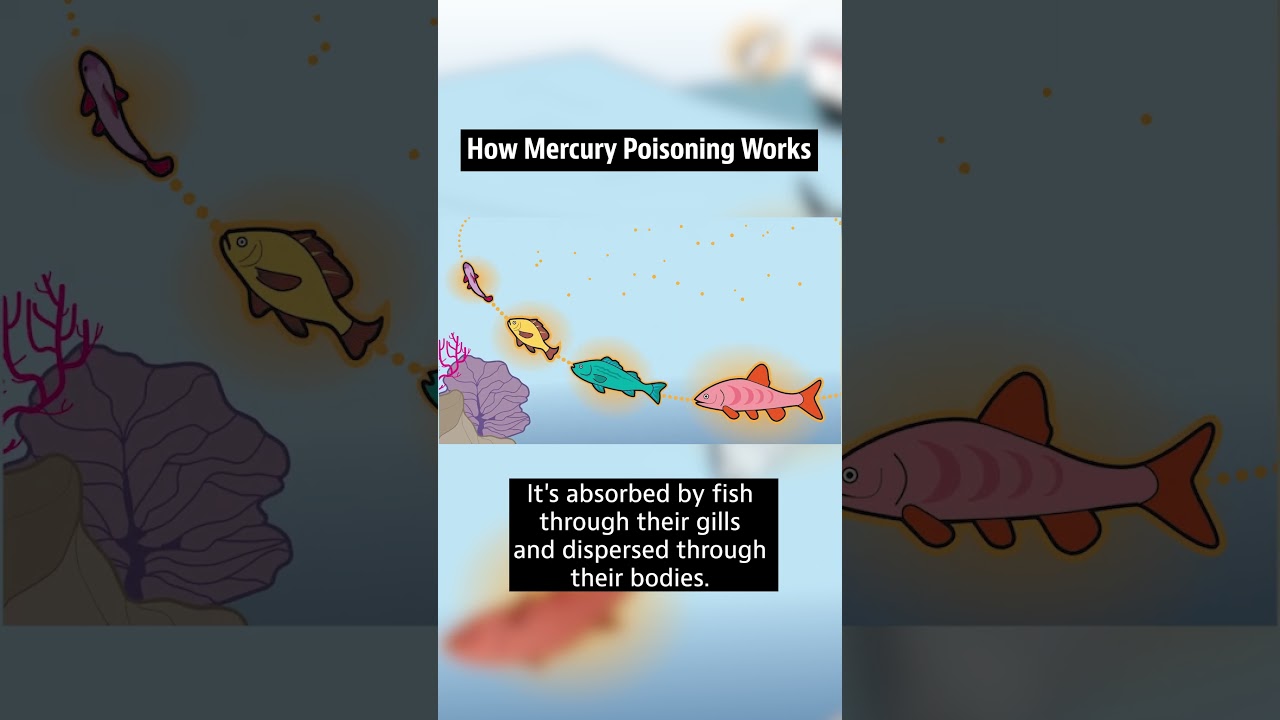 Mercury's Impact on Indigenous Communities