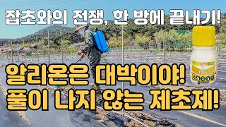 지긋지긋한 잡초 풀 안나게 하는 방법 알리온 바스타 제초제 살포하기 