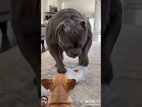 #lifeisbutadream #pets