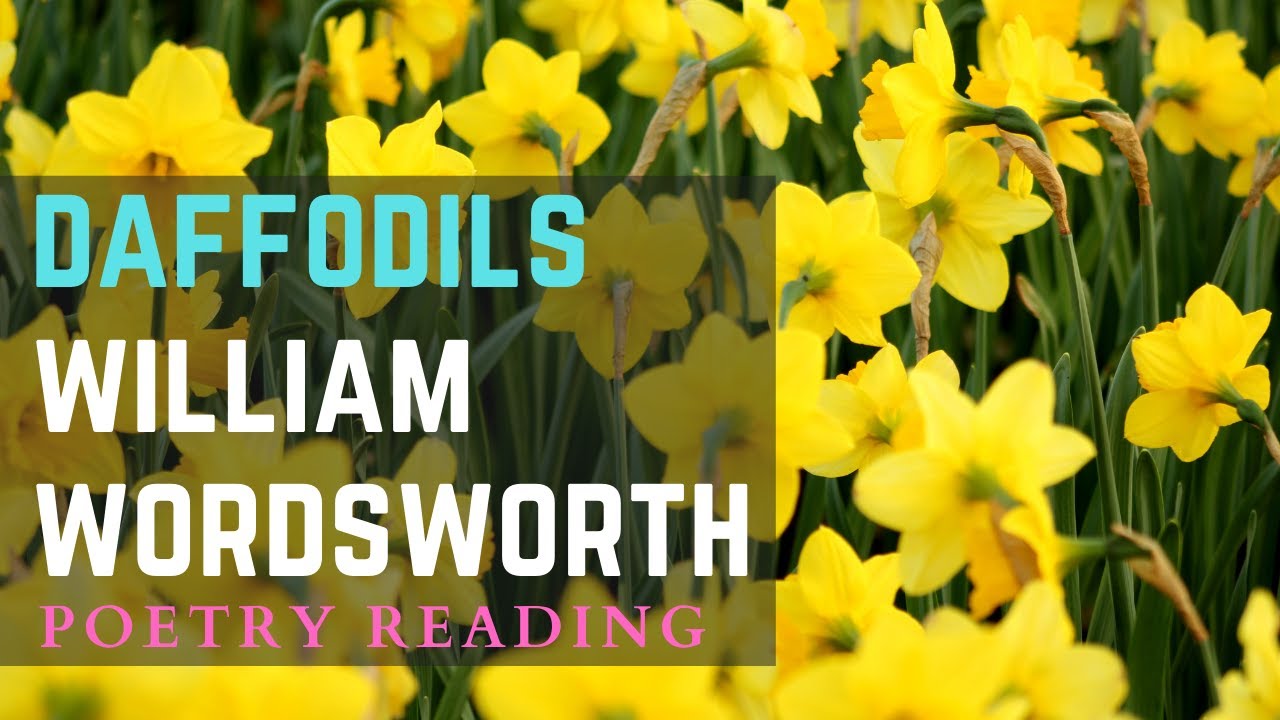 Daffodils by William Wordsworth | Classic English Romantic poetry | Poetry Reading