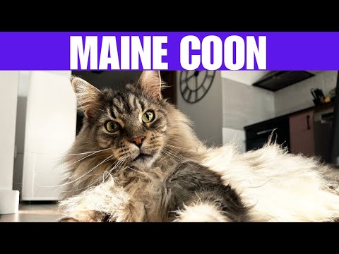 Maine Coon O Gigante Gentil do Mundo Felino!