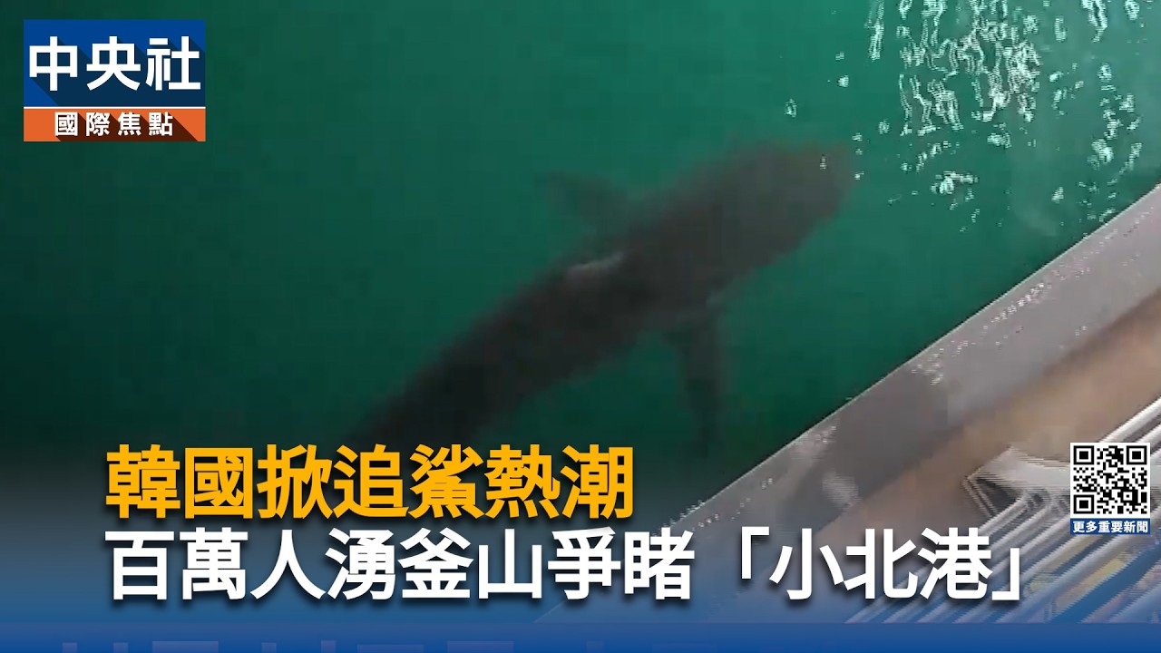 韓國迷航鯊魚為何不回大海？  「小北港」吸引百萬人湧釜山爭睹