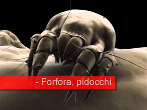 Mascheri luovo di persona Ordinare il maxielevator per la persona