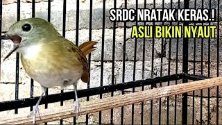 Download lagu SRDC NRATAK BIKIN SRDC LAIN MENYERANG AUTO EMOSI PANCINGAN SRDC BIAR BUNYI SIKATAN RIMBA SRDC GACOR mp3