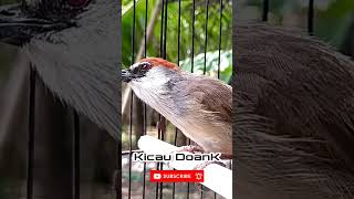 Download lagu Kaso Kaso Gacor Ciku Ciku ‼️ SOUND BRIDS mp3