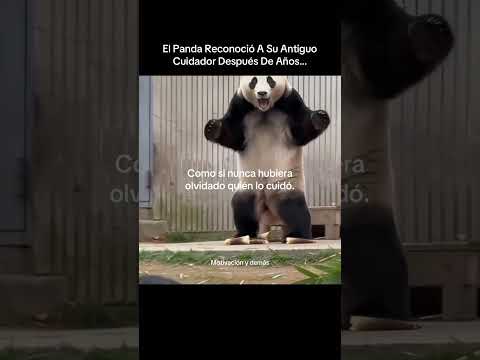 El Panda Reconoció A Su Antiguo Cuidador Después De Años… 🥹🐼