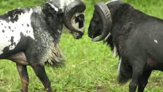 Download lagu Kendang Penca   Bubuka Gajah Putih Ngalang Jagat koleksi Eep S  Maqdir mp3