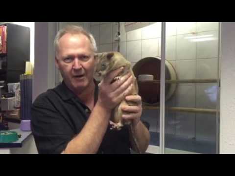 Olli die Hamsterratte