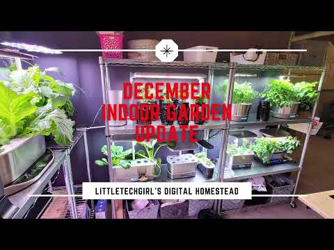 December Indoor Garden Update | AeroGarden, Hydroponics, Kratky, DWC
