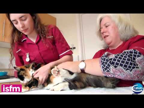 Doppler blood pressure measurement in the cat: use of the tail