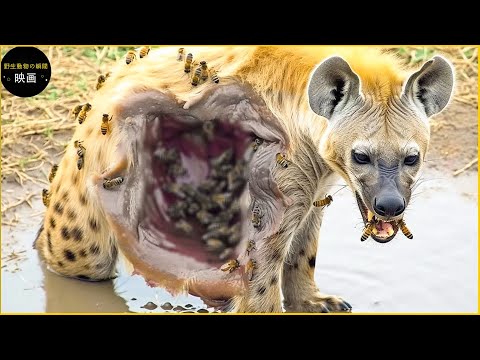 IUCN分類における絶滅の危険性を示す図。