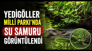 Yedigöller Milli Parkı’nda Su Samuru Görüntülendi