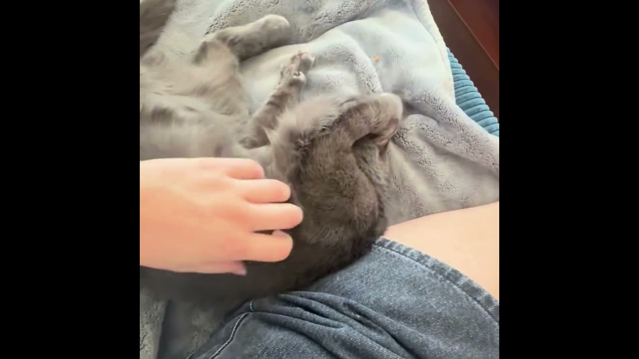 Max, a ADOPTABLE Domestic Short Hair in Somerville, MA video 6/6