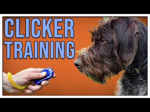 Clickertraining - Wie es aufgebaut wird und was ich davon halte - TGH 352