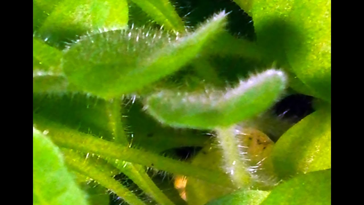 Посев семян табака