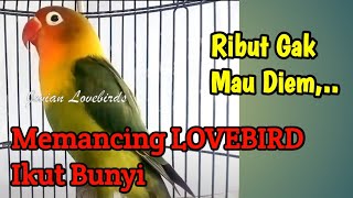 Download lagu Ribut Cerewet Gak Mau Diam, Suara Lovebird ini Bisa Memancing Lovebird Diam Jadi Ikut Ngekek mp3 Download lagu Ribut Cerewet Gak Mau Diam, Suara Lovebird ini Bisa Memancing Lovebird Diam Jadi Ikut Ngekek mp3