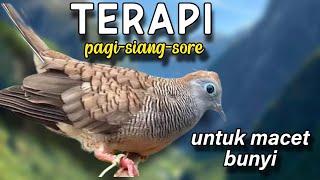 Download lagu Perkutut lokal gacor terapi untuk macet bunyi  mp3