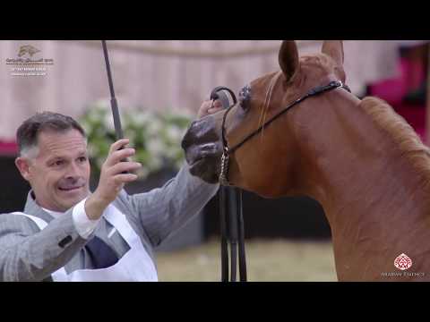 N 36 WAFI ALJAZEEL   29th Qatar Intl A H  Show 2020   2 Years Old Colts Class 2