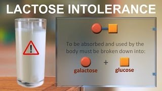Lactose intolerance (IQOG-CSIC)