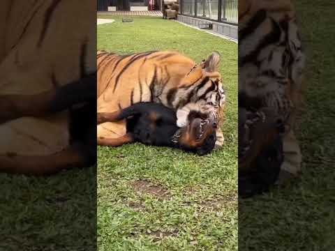 Tigers Friendship with Dog 😍 | Nouman Hassan | #tiger #lion
