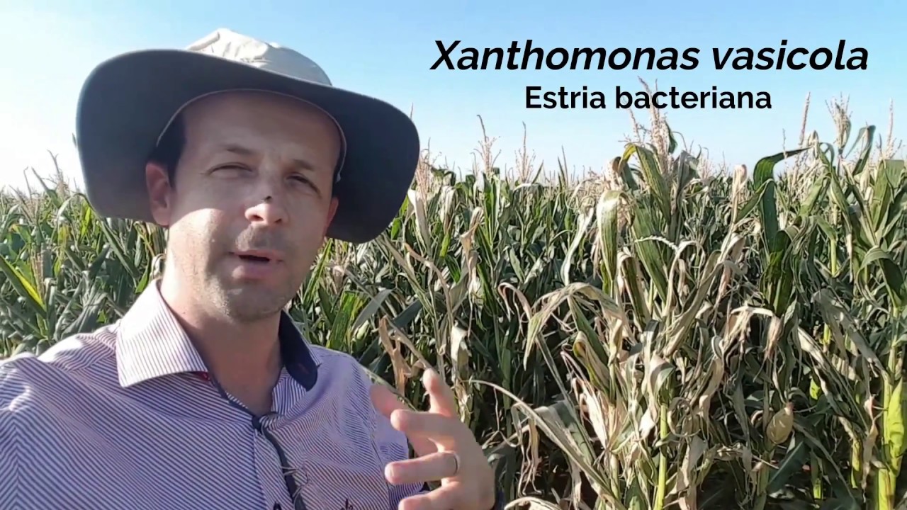Estria bacteriana em milho