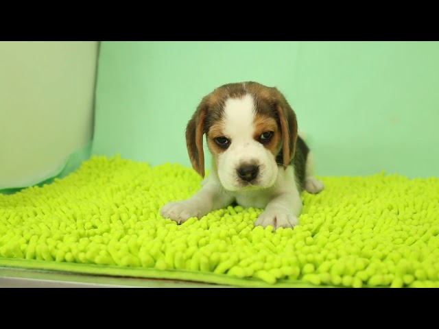 ブリーダー/ショップマロニエケンネル MARRONNIER KENNELのビーグルで番号が2746です