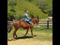 Mule Riding Bareback Very Well By A Beautiful Lady At Farm Muleriding Horseriding Bareback