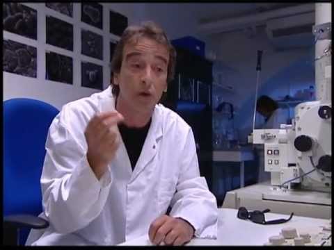 comment renforcer anticorps