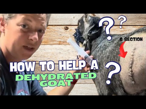 How to help a dehydrated goat with electrolytes and lactated ringers solution.