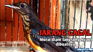 Download lagu Pancingan murai trotol dan pastol BUNYI GACOR buat murai trotol belajar bunyi murai trotol gacor 82 mp3