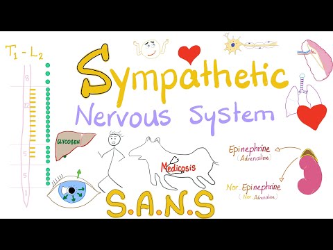 Sympathetic Nervous System | Fight and Flight | Origin, Relay, and Response | Physiology.