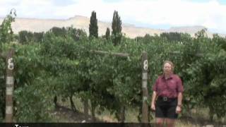 Whitewater Hill Vineyards - GJSentinel.com Agritourism Video