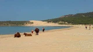 preview picture of video 'Playa de Bolonia (Cádiz) | VACAS (HD)'