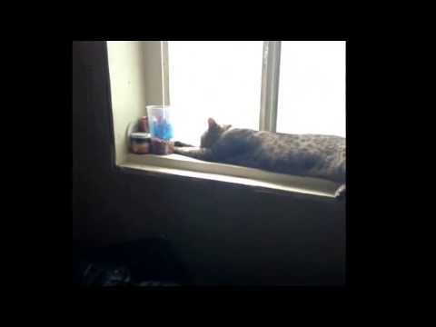 Scaring my cat like a nub