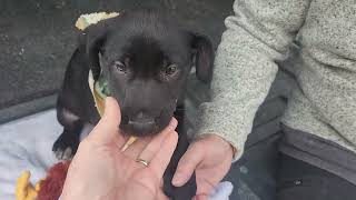 Video preview image #1 Shepradors Puppy For Sale in Bandera, TX, USA