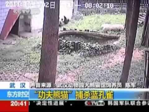 Sound of Stereo meets the real evil panda