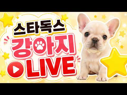 강아지 분양 라이브 프렌치불독분양 #강아지분양#고양이분양#강아지…