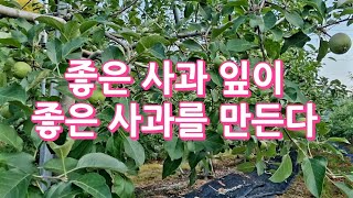사과 품질을 결정하는 좋은잎 이란?/좋은잎 나쁜잎 구별법