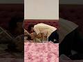 After Arrange Marriage ️ Part 35 Shorts Shortsfeed Youtubeshorts