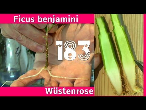 Ficus benjamini im Wasser bewurzeln und der Querschnitt einer Wüstenrose